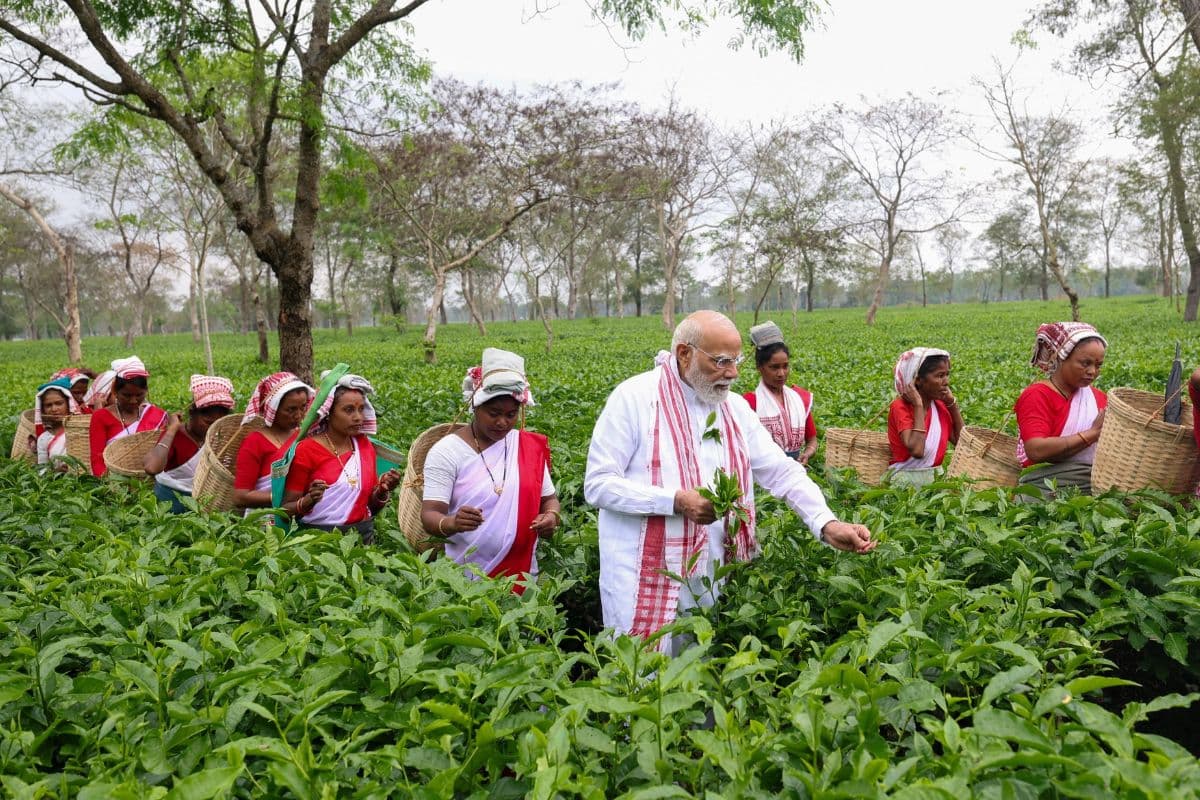 चुनाव प्रचार से पहले चाय बागान पहुंचे पीएम मोदी, महिलाओं के साथ तोड़ीं पत्तियां; तस्वीरें वायरल