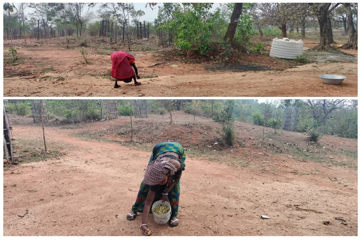 बेमौसम बरसात से लातेहार में टूट रही ग्रामीण अर्थव्यवस्था की रीढ़, महुआ फसल का हो रहा है नुकसान
