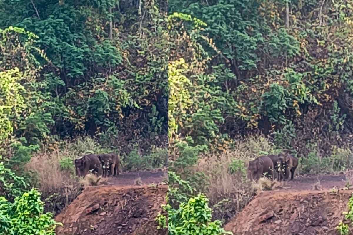 पश्चिमी सिंहभूम के नुईया गांव में पहुंचा हाथियों का झुंड, ग्रामीणों में दहशत