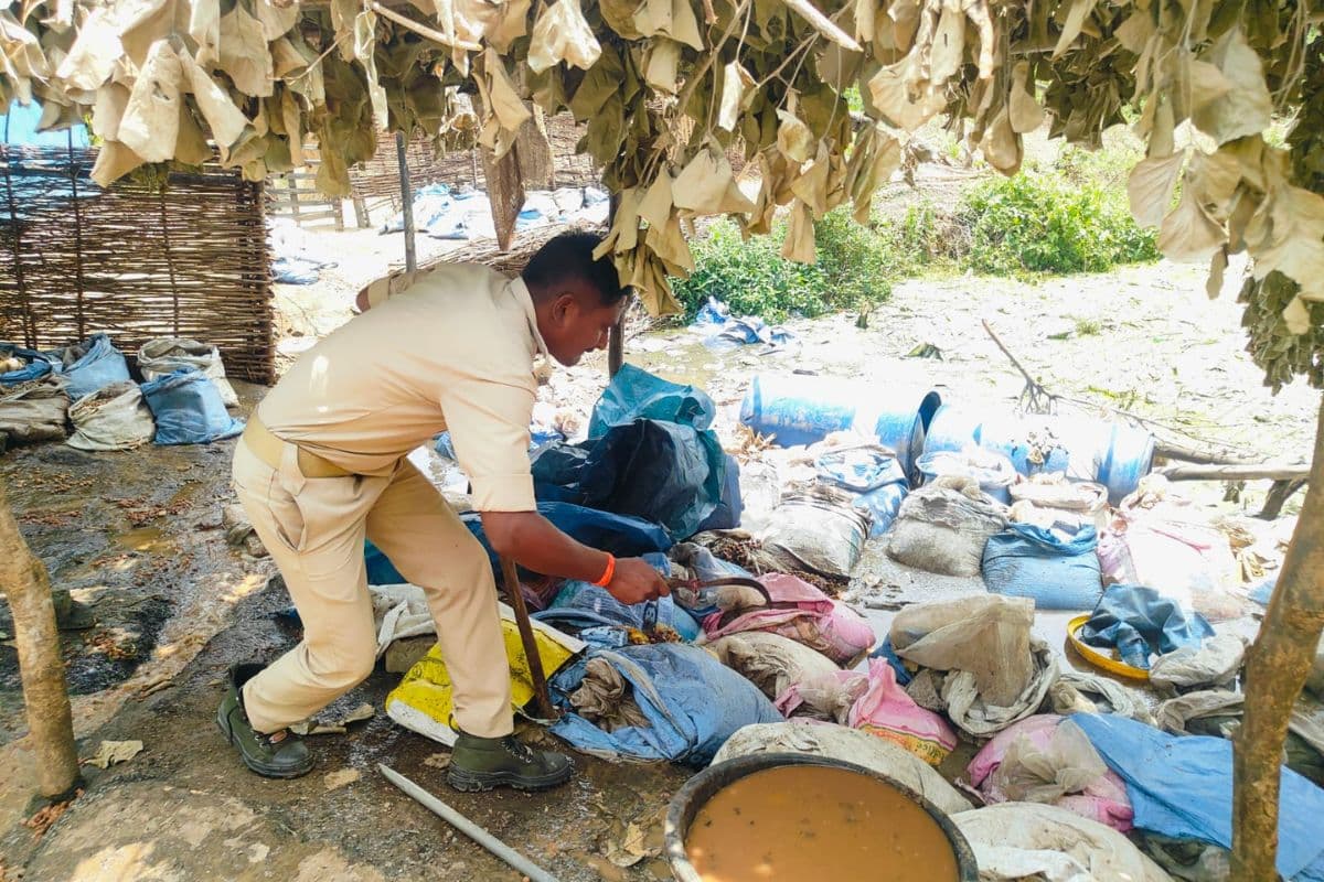 चाईबासा में उत्पाद विभाग की कार्रवाई, 2000 केजी जावा महुआ किया नष्ट