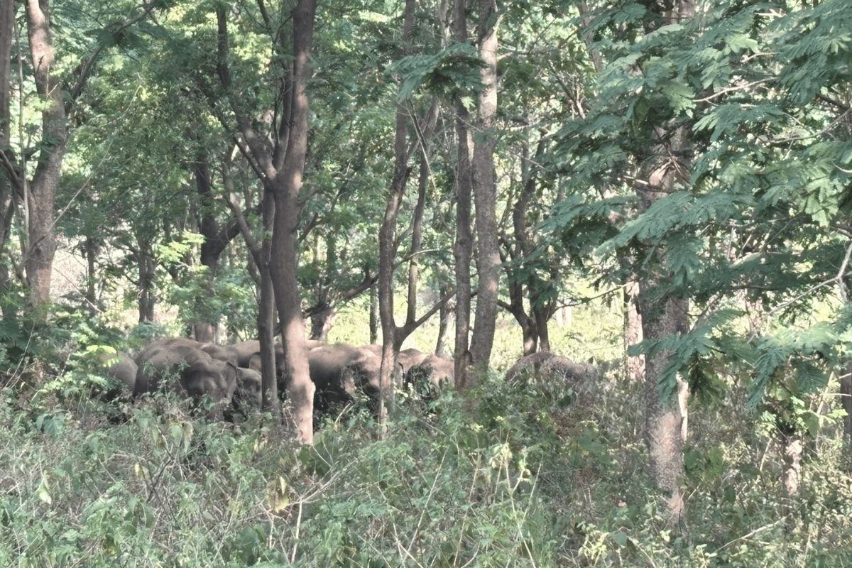 कोडरमा के चितरपुर जंगल में 17 हाथियों के झुंड ने जमाया डेरा, सटे गांवों में दहशत का माहौल