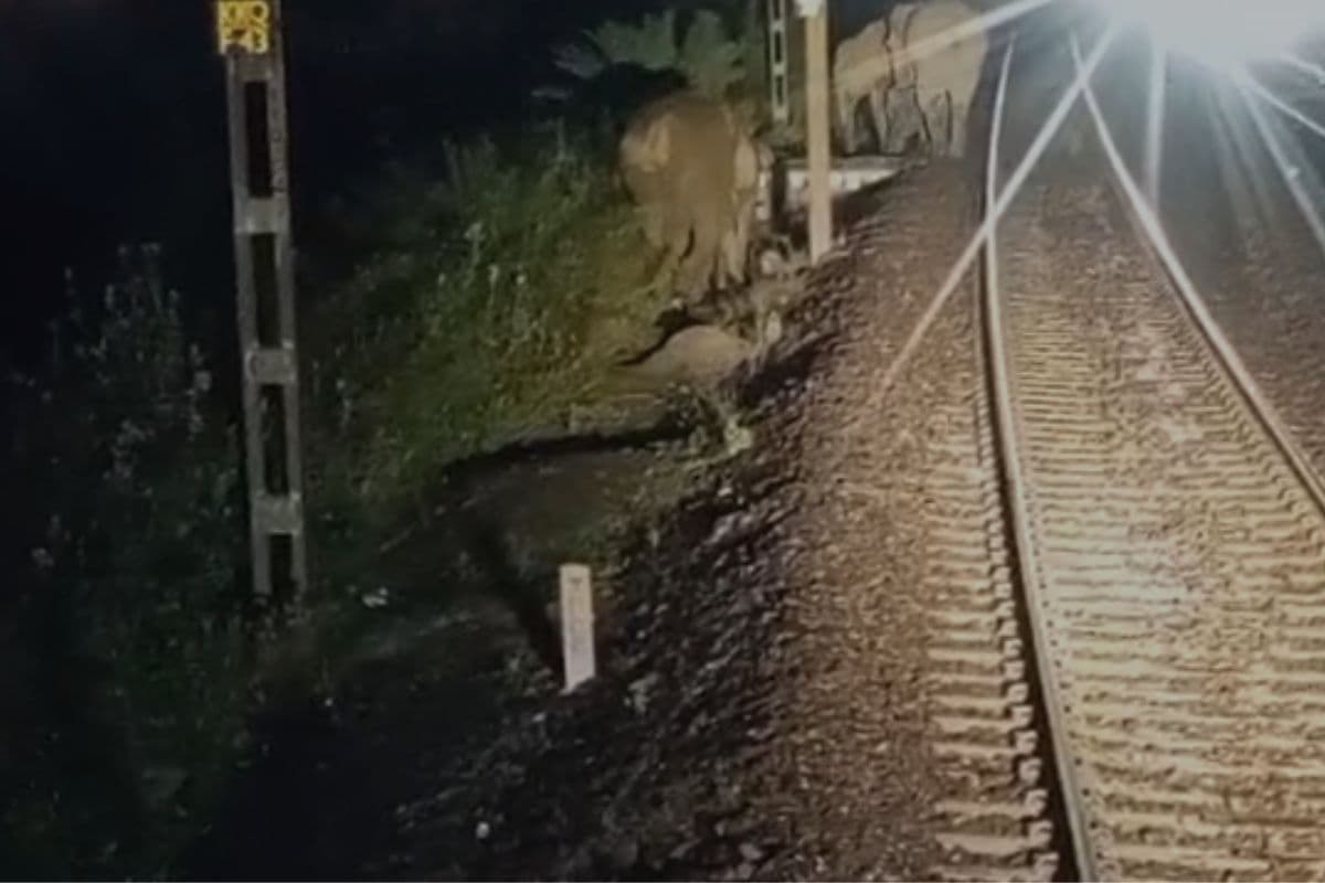 elephant on railway track