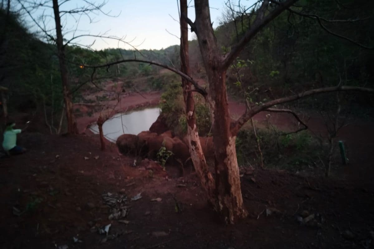 नोवामुंडी सीमा पर 26 हाथियों का मूवमेंट, ग्रामीणों और राहगीरों में दहशत