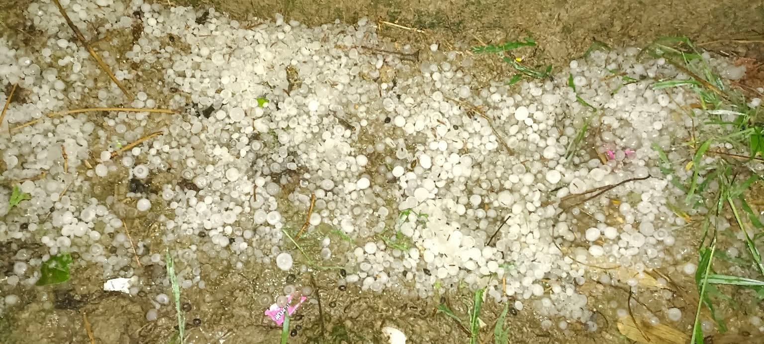 मक्का, गेहूं, आम और लीची की फसलों को हुआ भारी नुकसान