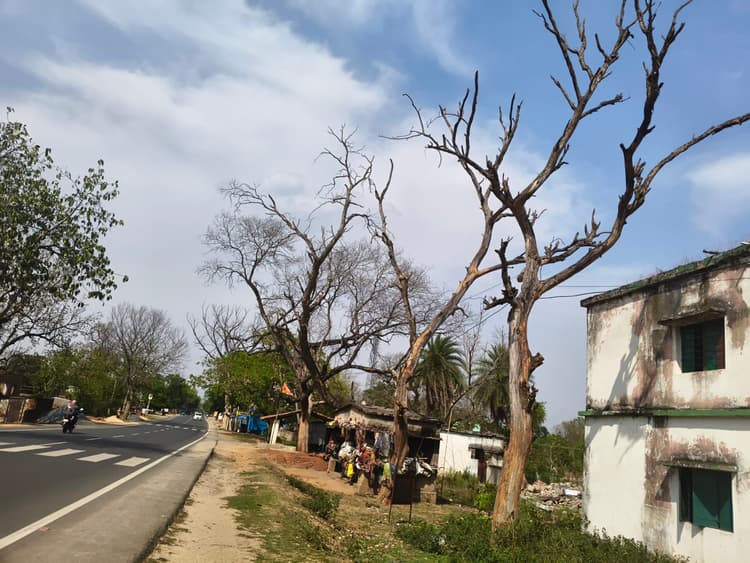 Giridih News :सूखे पेड़ों से हादसे की आशंका, राहगीरों में दहशत