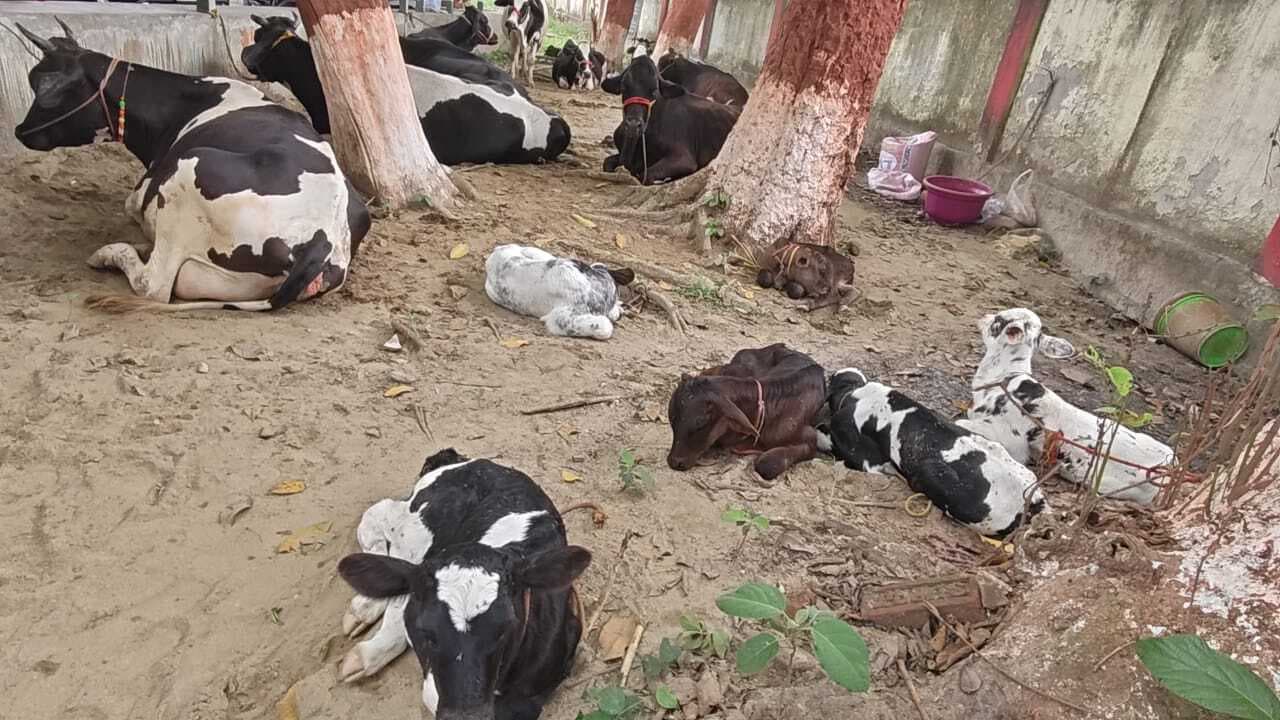 28 मवेशी जब्त, दो तस्कर गिरफ्तार