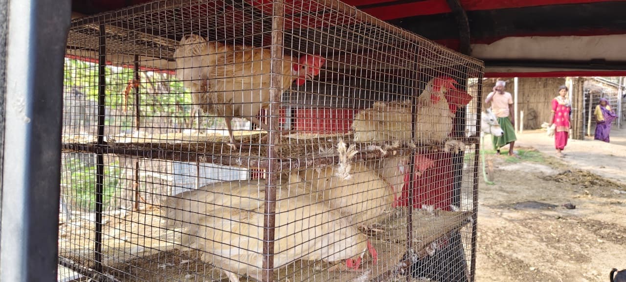 ग्रामीण क्षेत्रों में खुलेआम बिक रहा रिटायर मुर्गा, स्वास्थ्य पर मंडरा रहा खतरा