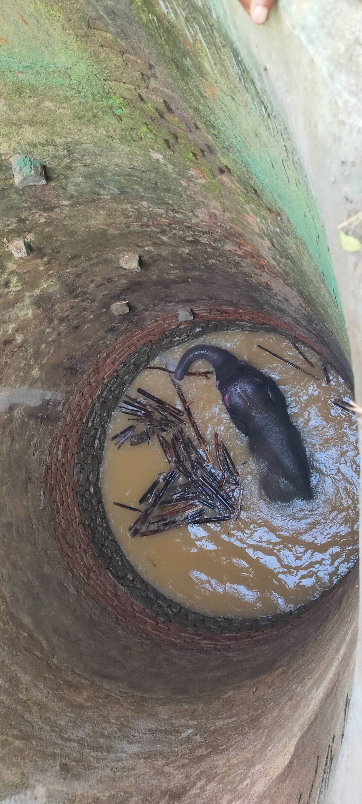 सोनाहातू के कुआं में गिरा हाथी, छह घंटे रेस्क्यू ऑपरेशन के बाद निकाला गया