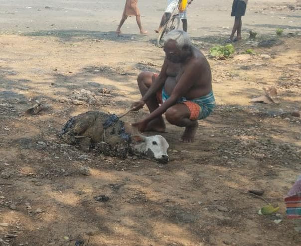 लापरवाही ने दो मवेशियों की जान जोखिम में डाला