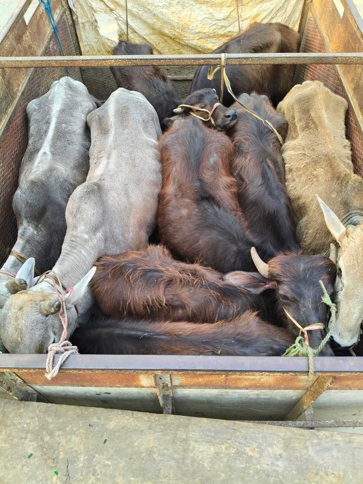 पुलिस ने मवेशी लदे वाहन को किया जब्त