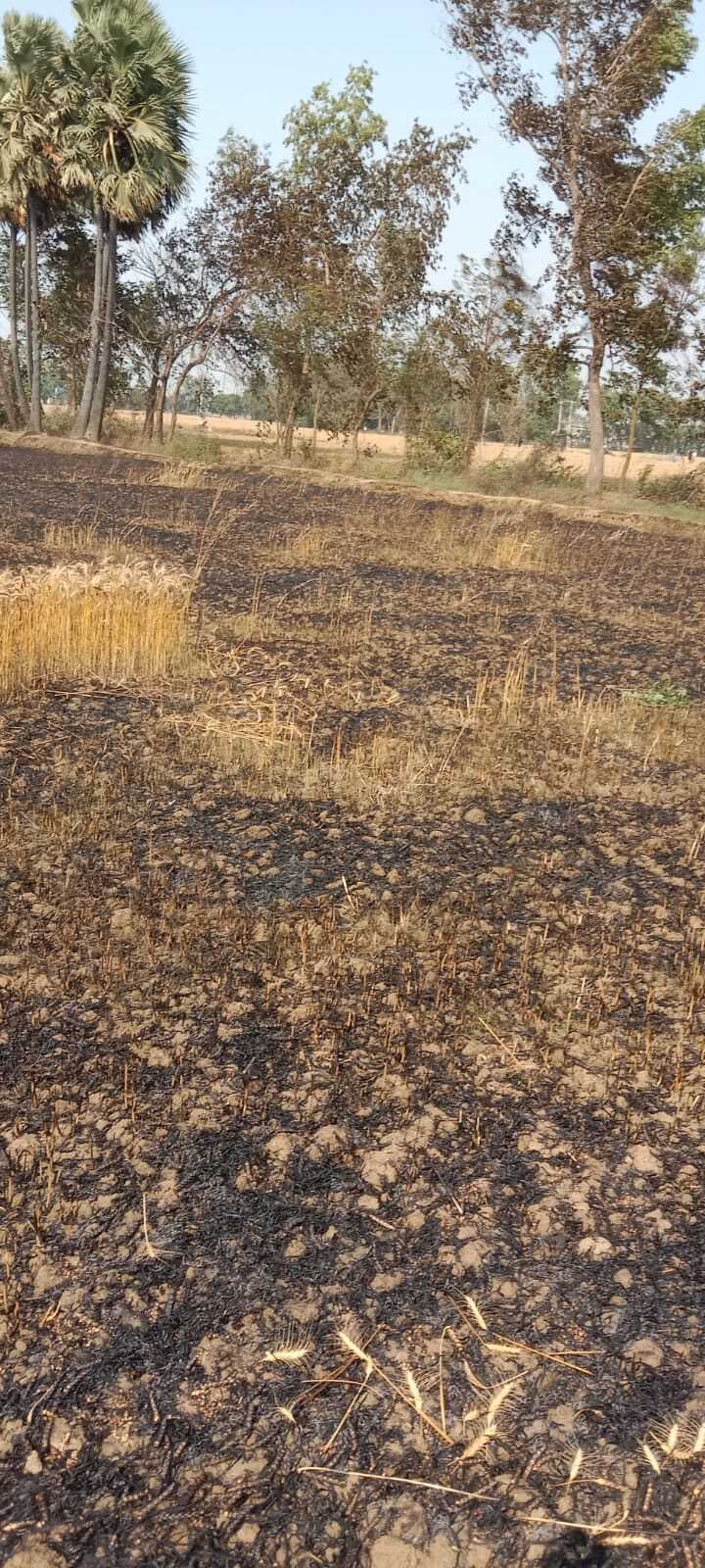 आग लगने से 11 बीघा गेहूं की फसल जल कर राख