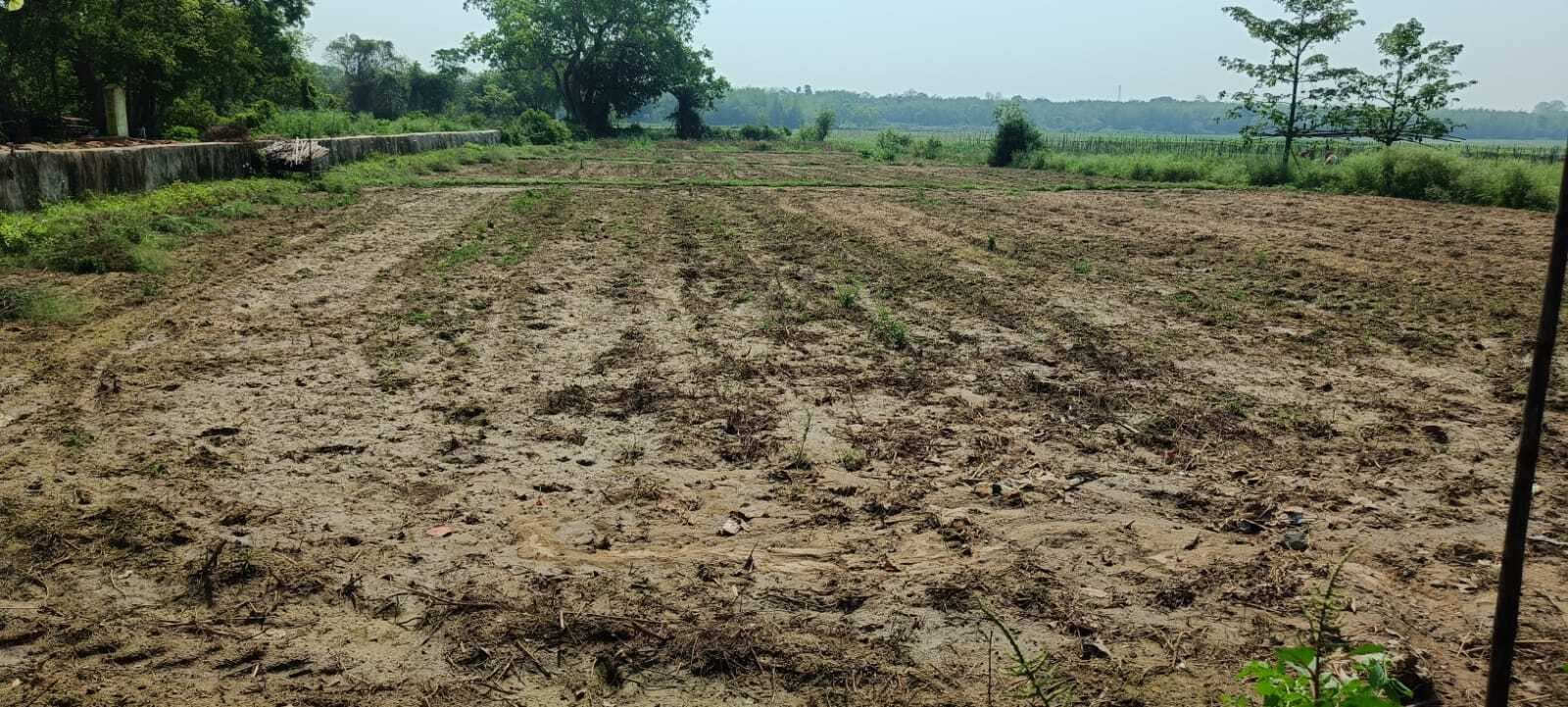 East Singhbhum News : सिंचाई की व्यवस्था नहीं, 1000 बीघा में खेती भगवान भरोसे
