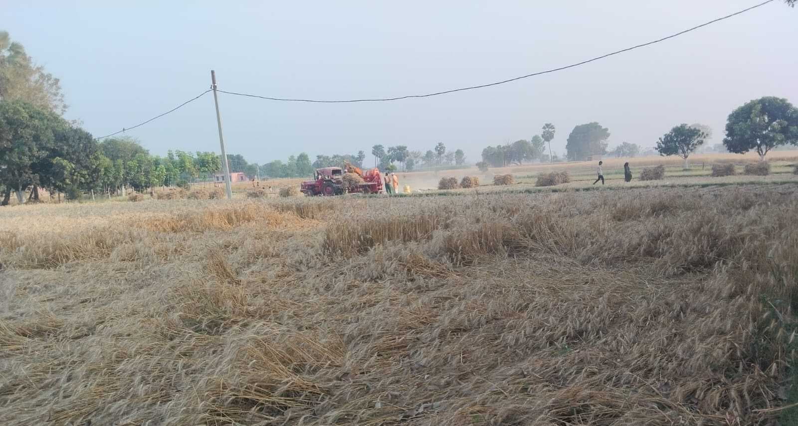 15 जून तक होगी गेहूं की सरकारी खरीदारी