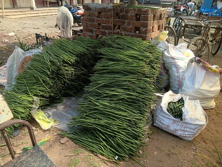 Giridih News :सहजन की खेती सरिया के किसानों के लिए वरदान