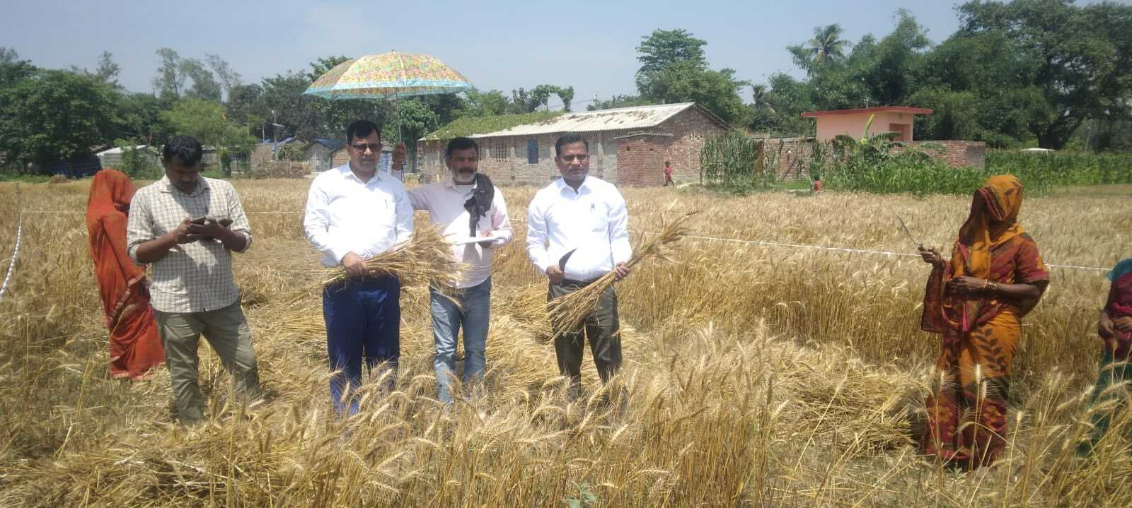 गेहूं फसल कटनी प्रयोग कार्य का निरीक्षण