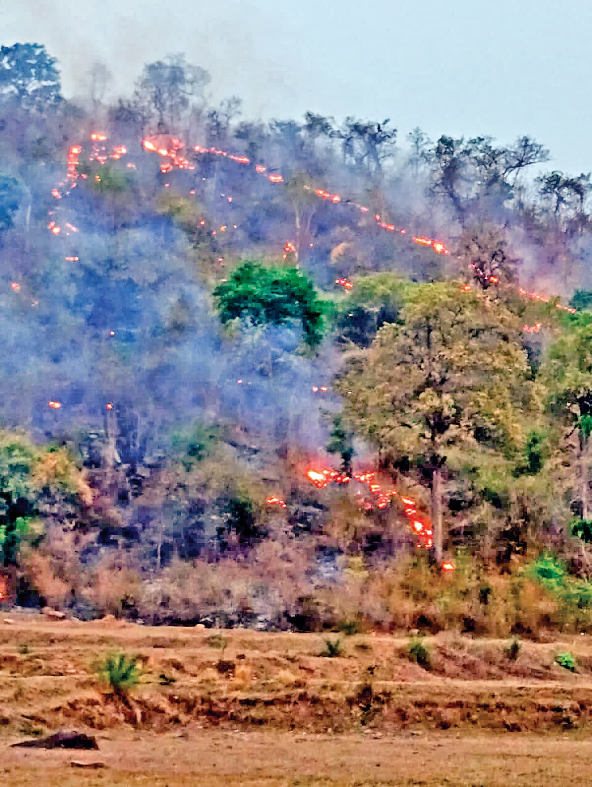 Sambalpur News: सतकोशिया अभ्यारण्य में लगी आग, गंदेई पहाड़ पर पेड़-पौधे जलकर खाक