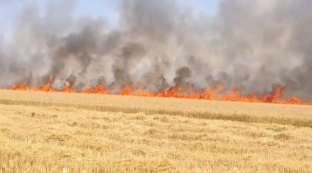 बधार में 11000 तार गिरने से लगी आग, 62 लाख के गेहूं की फसल जलकर राख