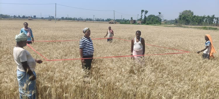 गेहूं फसल की क्रॉप कटिंग शुरू, उपज का किया गया आकलन