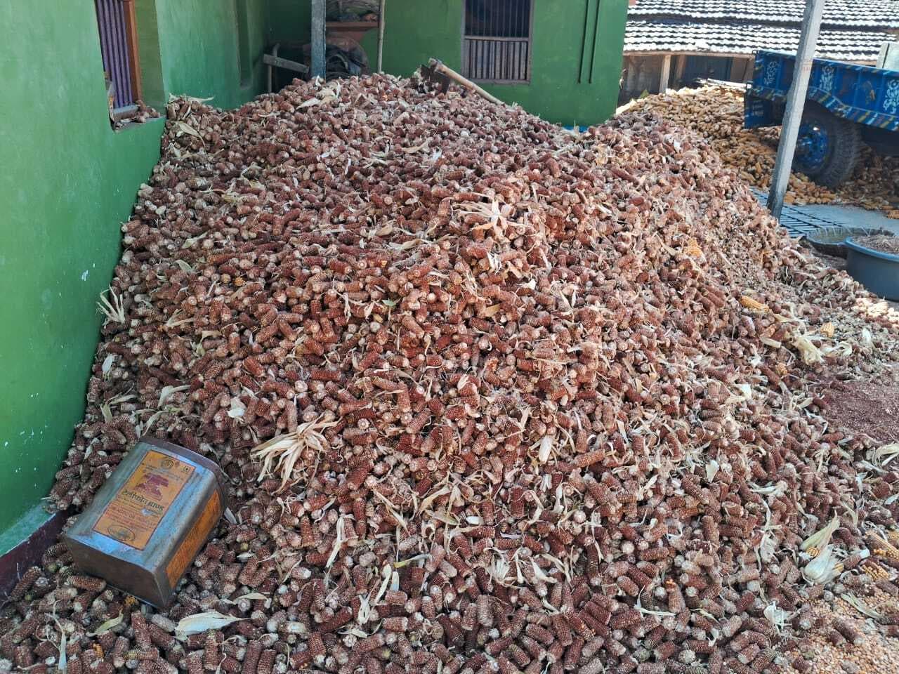 गैस संकट के बीच बलड़ी को ईंधन बनाने से मक्का किसानों की पौ बारह