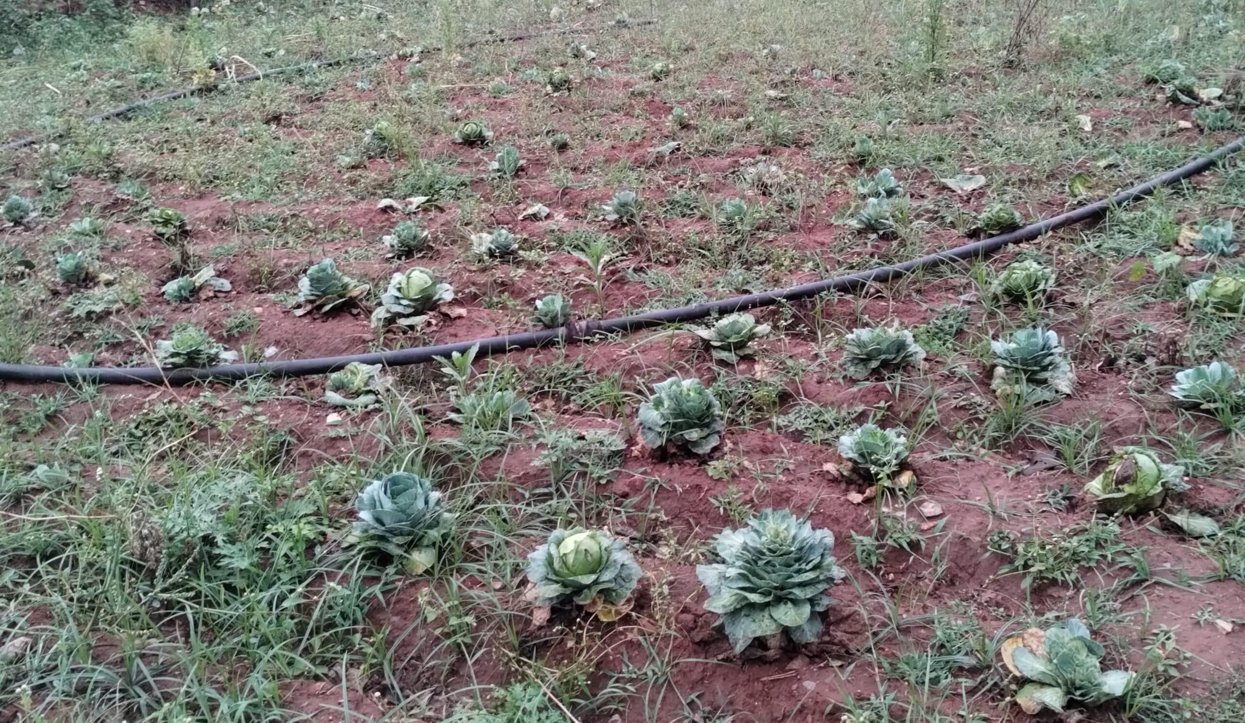 खलारी में आंधी-बारिश से बर्बाद हुई फसलें, किसान बेहाल