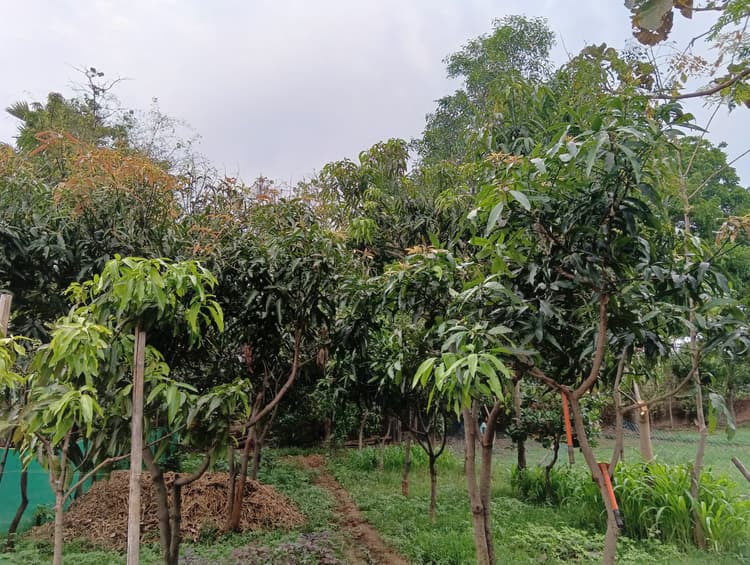 Giridih News :आंधी-पानी से झड़ रहीं आम की फलियां, किसान परेशान