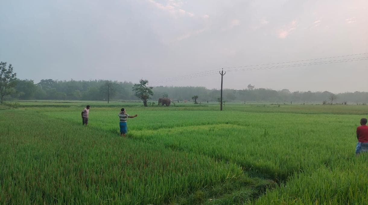 East Singhbhum News : दूधकुंडी में हाथियों ने तीन एकड़ में धान की फसल रौंदी, दहशत