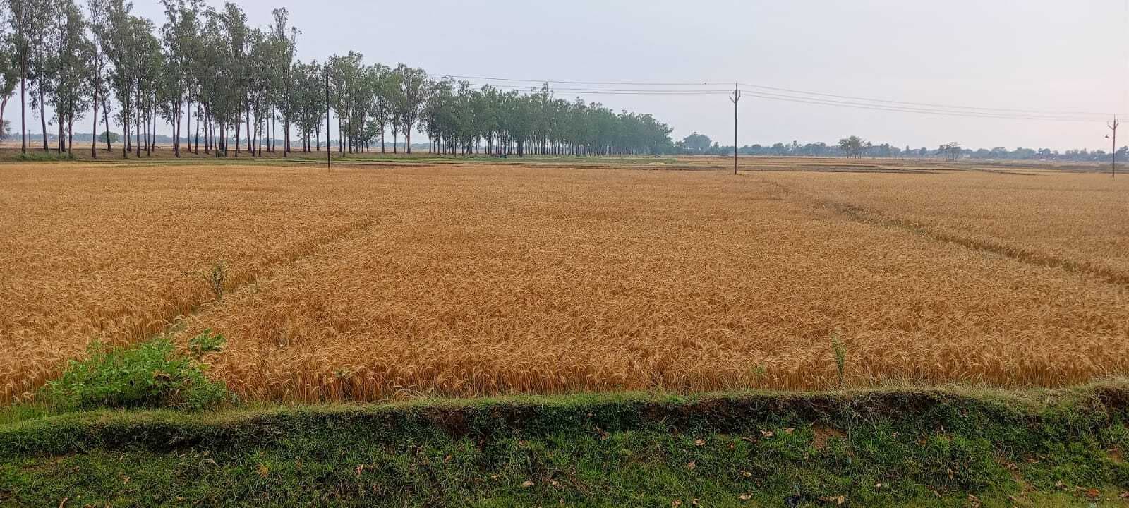 बेमौसम बारिश व तेज हवा ने बढ़ायी किसानों की धड़कन