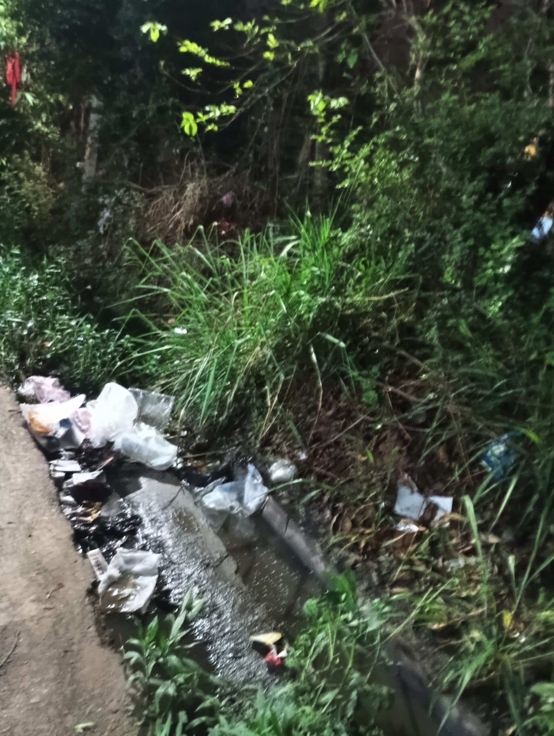 सफाई के अभाव में बजबजा रहीं नगर की नालियां