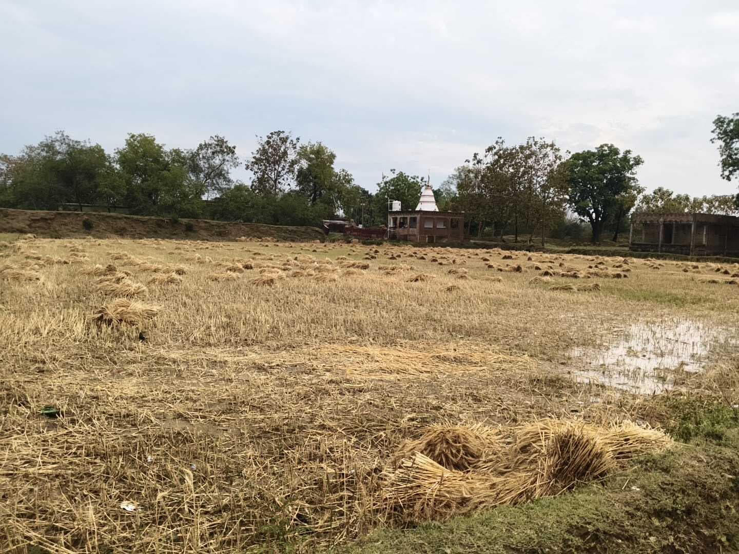 बारिश से गेहूं की फसलों को पहुंचा नुकसान