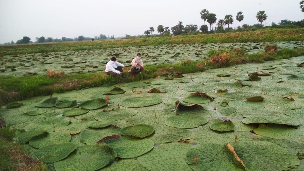 मखाना अनुसंधान केंद्र छिन गया, अब मखाना बोर्ड को लेकर भी बना है संशय