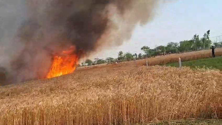 हार्वेस्टर से निकली चिंगारी ने पांच एकड़ गेहूं की फसल को किया राख