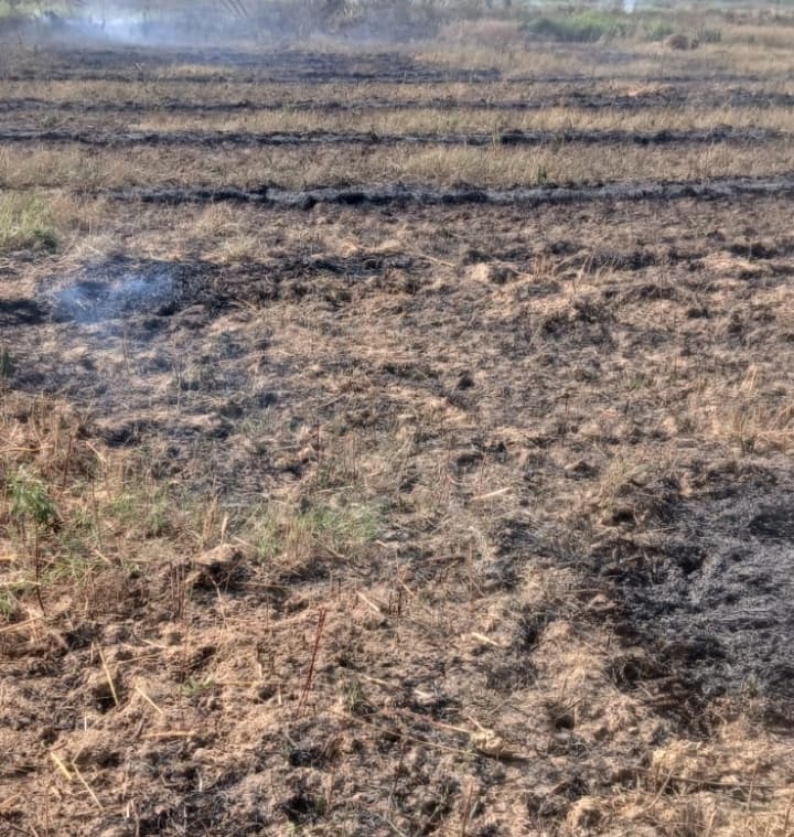 एक बीघा में लगी गेंहू की फसल जलकर राख