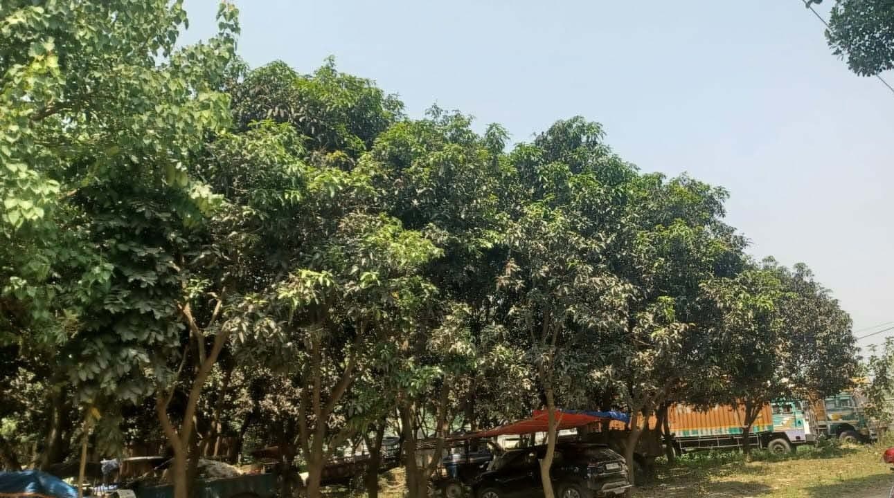 पूर्णिया में गांवों की बगिया से गुम हुए आम, कम दिख रही मिठास की आस