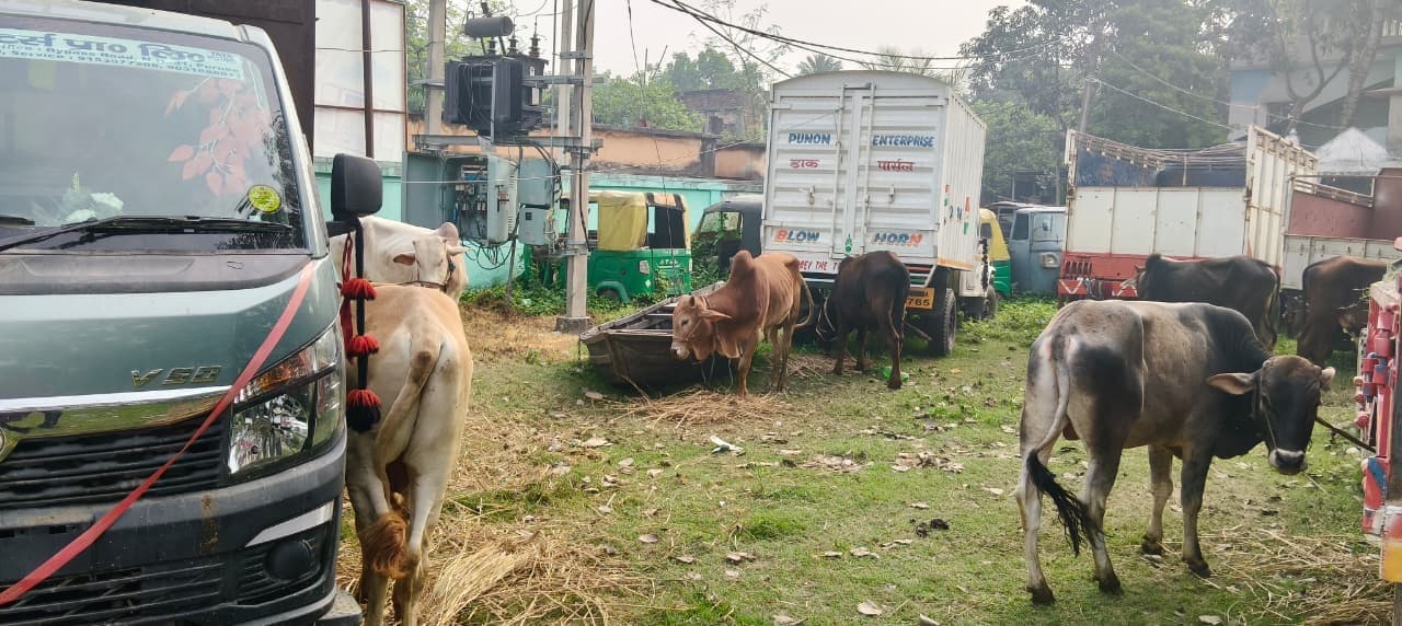 बलिया बेलौन पुलिस ने पिकअप से नौ मवेशी बरामद