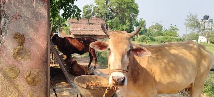 भीषण गर्मी से पशुओं के दुग्ध उत्पादन में 20 प्रतिशत की गिरावट