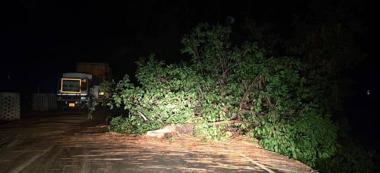 आंधी-बारिश से पेड़ गिरे, विद्युत आपूर्ति भी प्रभावित