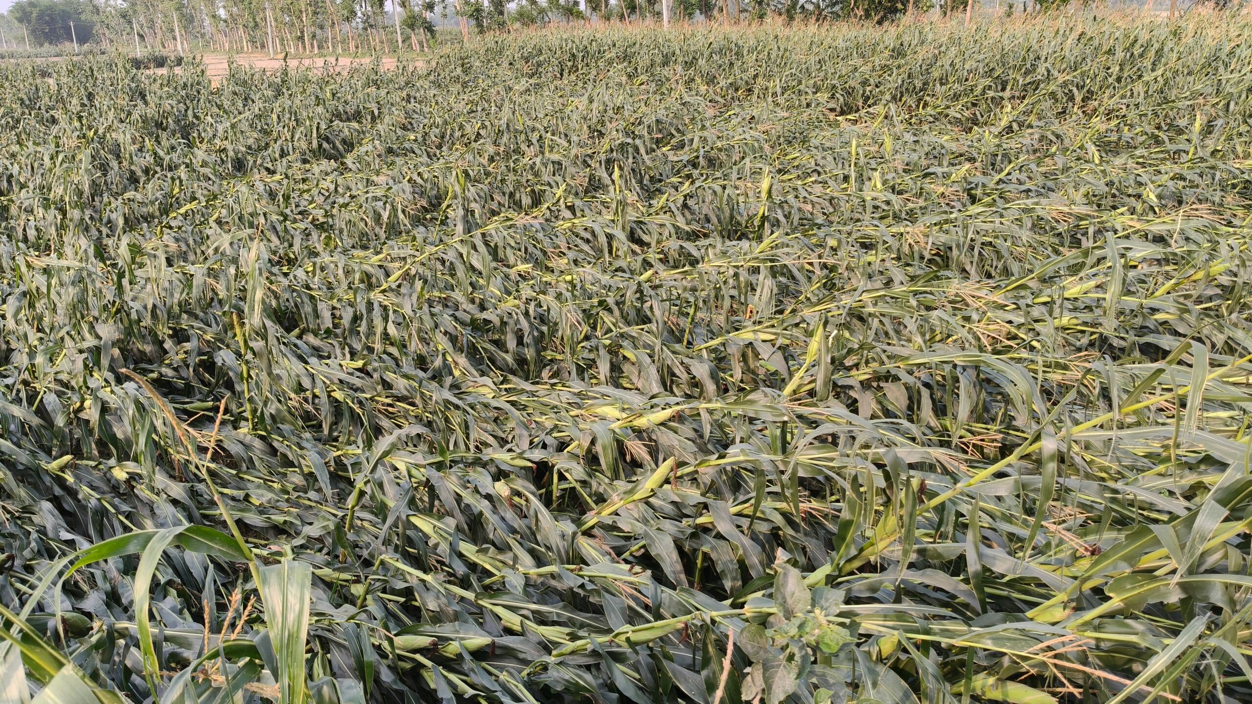 कहर: आंधी-बारिश व ओलावृष्टि से भारी तबाही