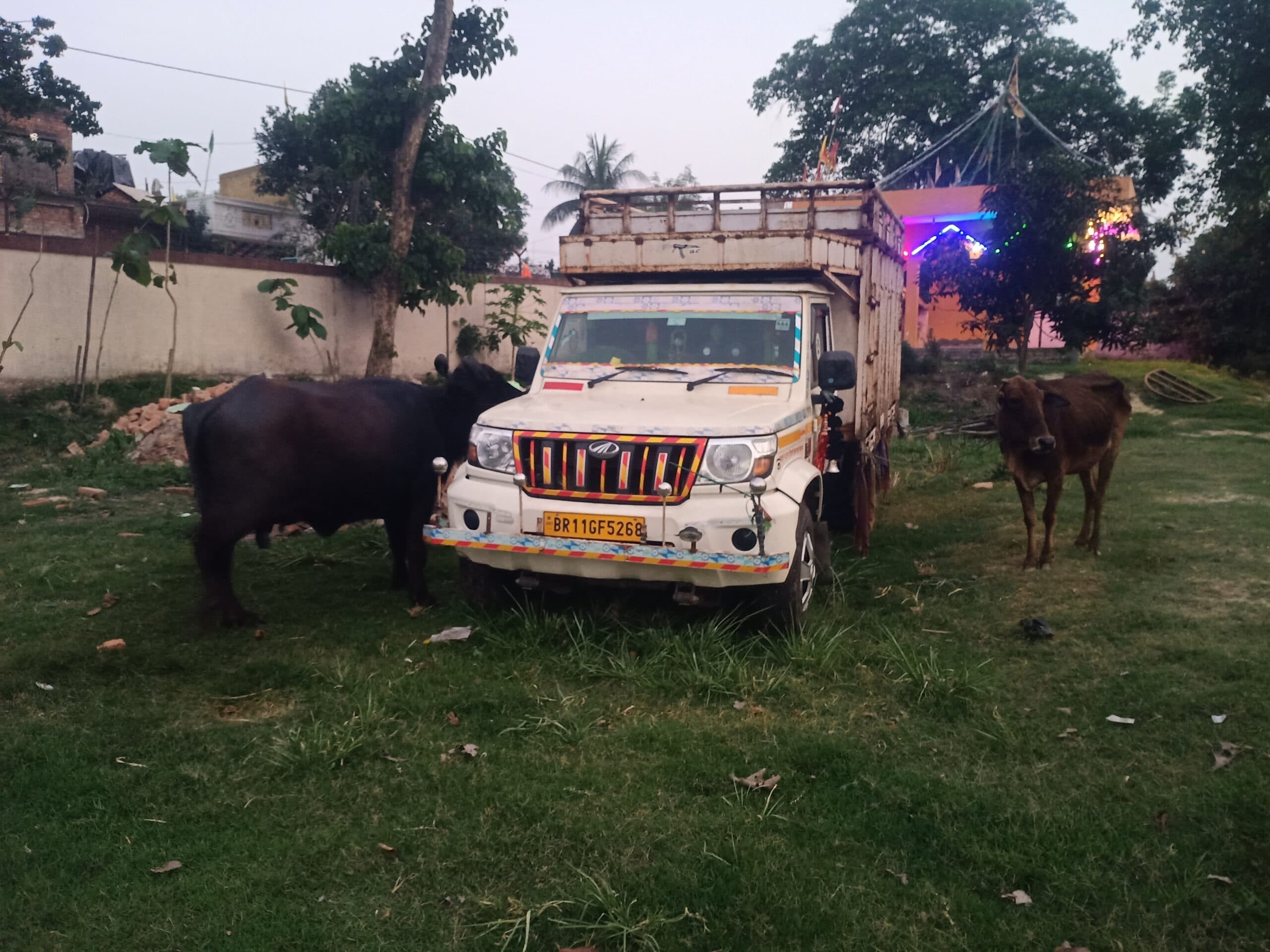 पिकअप से पांच पशुओं को बरामद कर किया जब्त, तस्कर फरार