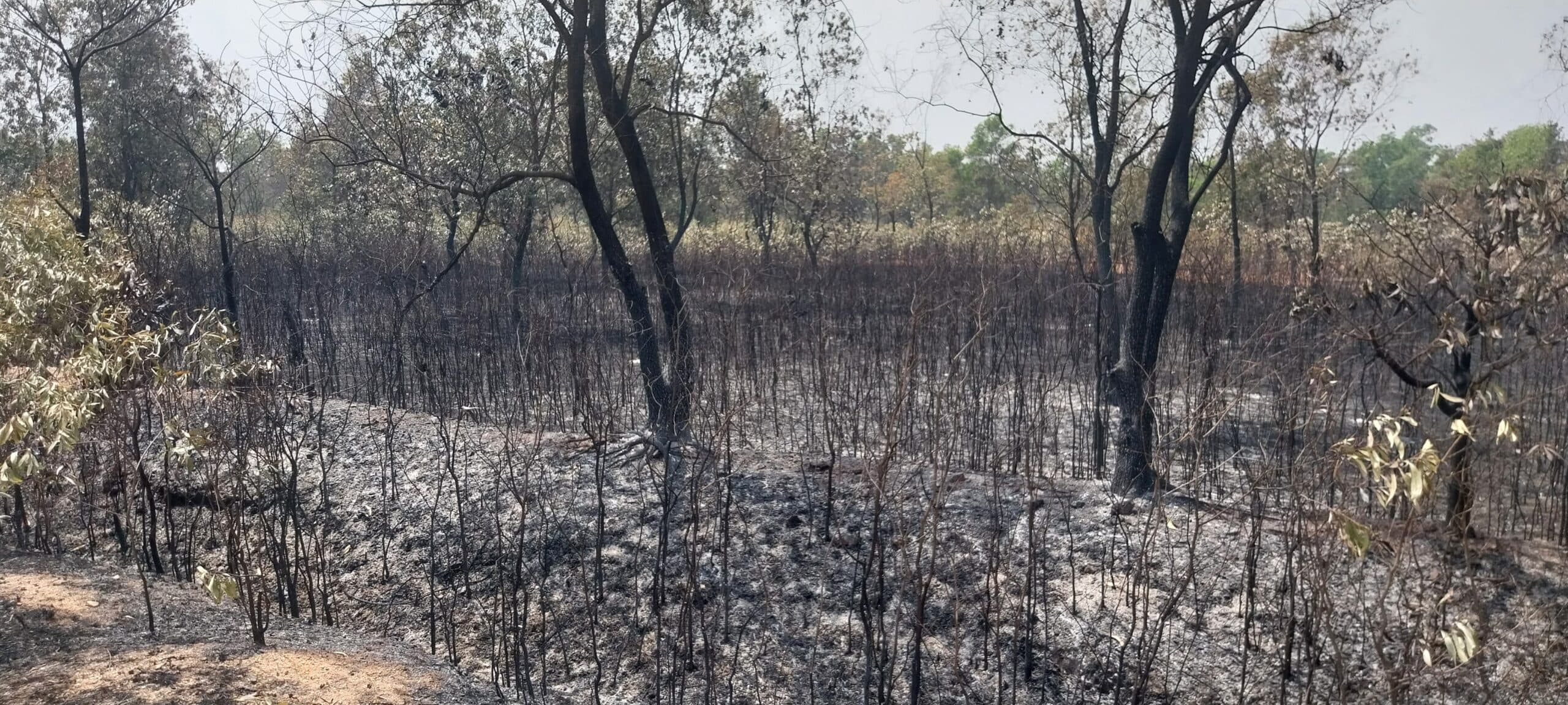 Giridih News :अकेसिया जंगल में लगायी आग, लाखों पेड़ झुलसे