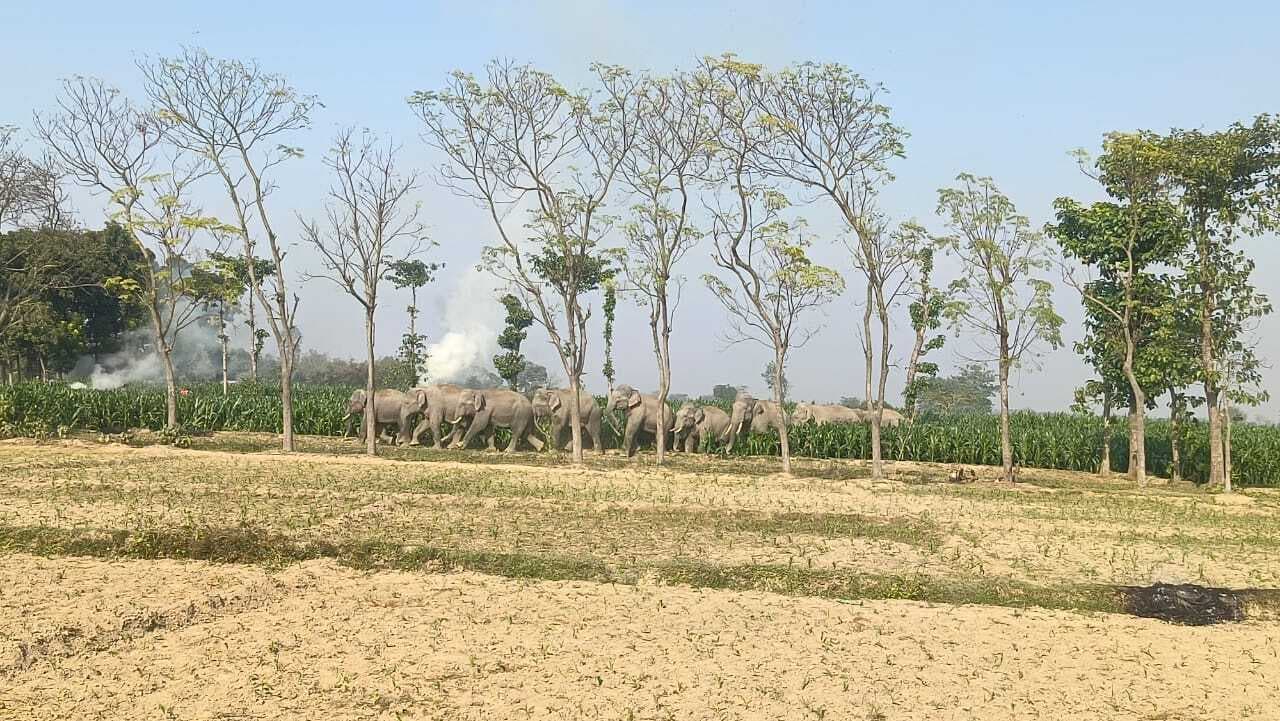 सीमावर्ती गांवों में जंगली हाथियों का उत्पात, फसल व घरों को भारी नुकसान