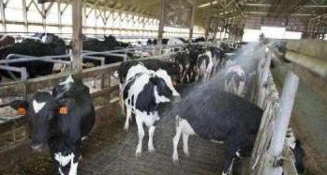 भीषण गर्मी में पशुओं को ''हीट स्ट्रेस'' से बचाएं, बरतें ये सावधानियां : डॉ दीपक