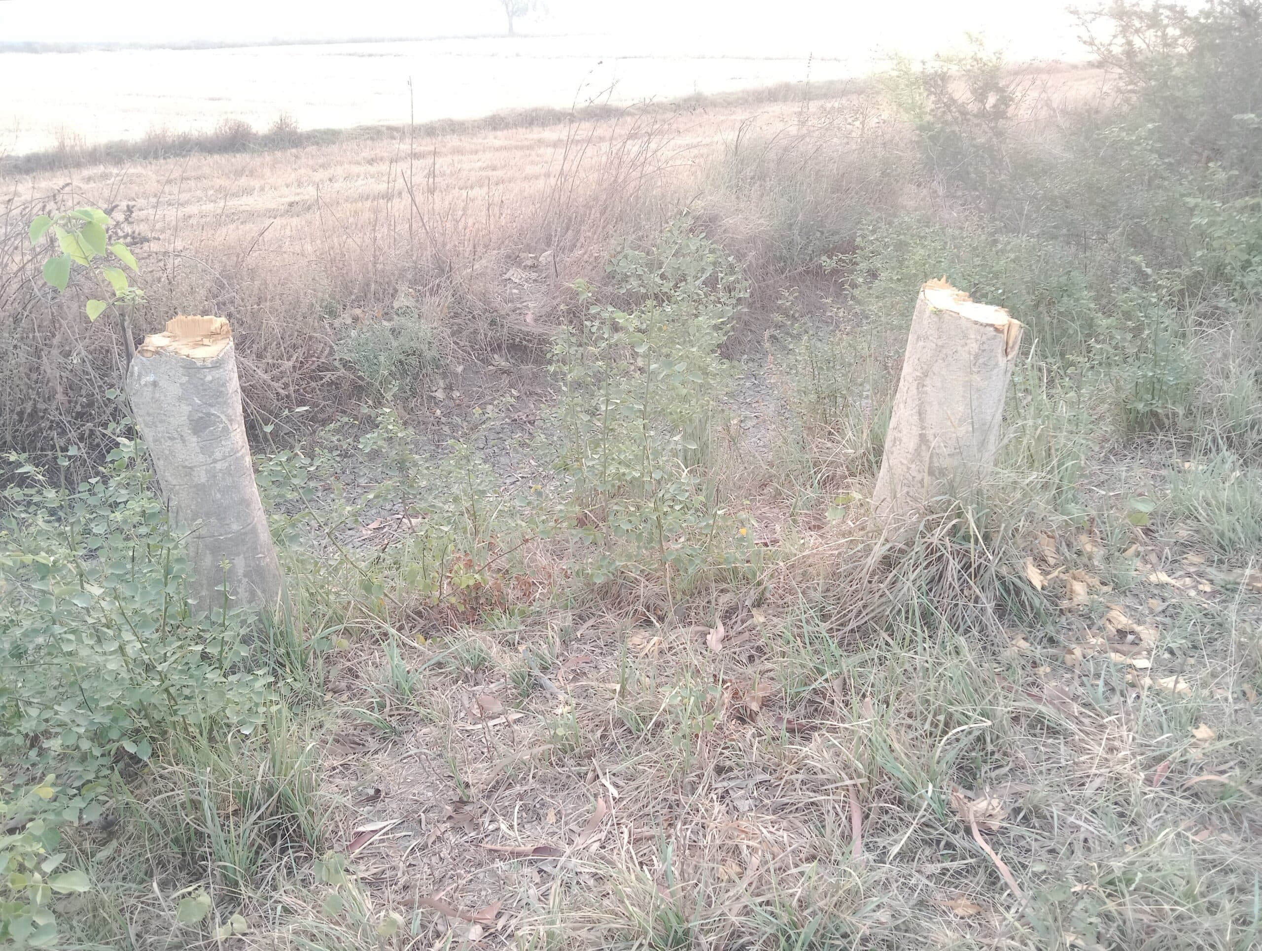 बेखौफ वन माफिया. दो नेशनल हाइवे के बीच दिन-रात सरकारी संपत्ति की लूट मची