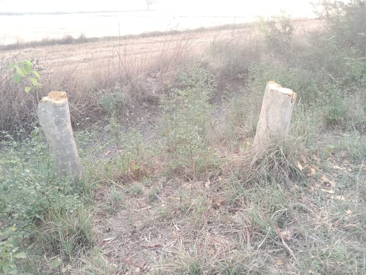 बेखौफ वन माफिया. दो नेशनल हाइवे के बीच दिन-रात सरकारी संपत्ति की लूट मची