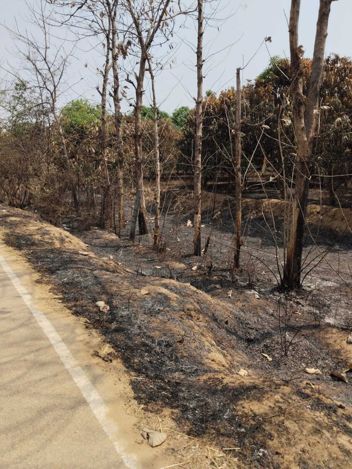 पराली की आग में छह एकड़ का आम बागान राख, किसान की वर्षों की मेहनत तबाह