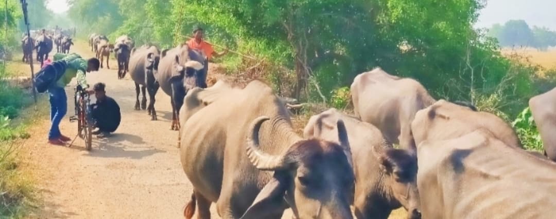 अधौरा में जल संकट : हजारों मवेशियों के साथ गंगा तट की ओर पलायन कर रहे पशुपालक