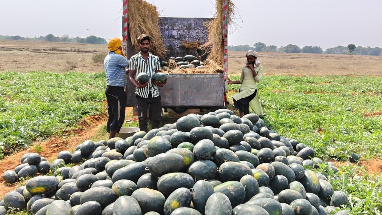 खूंटी में तरबूज की अच्छी पैदावार से किसान खुश