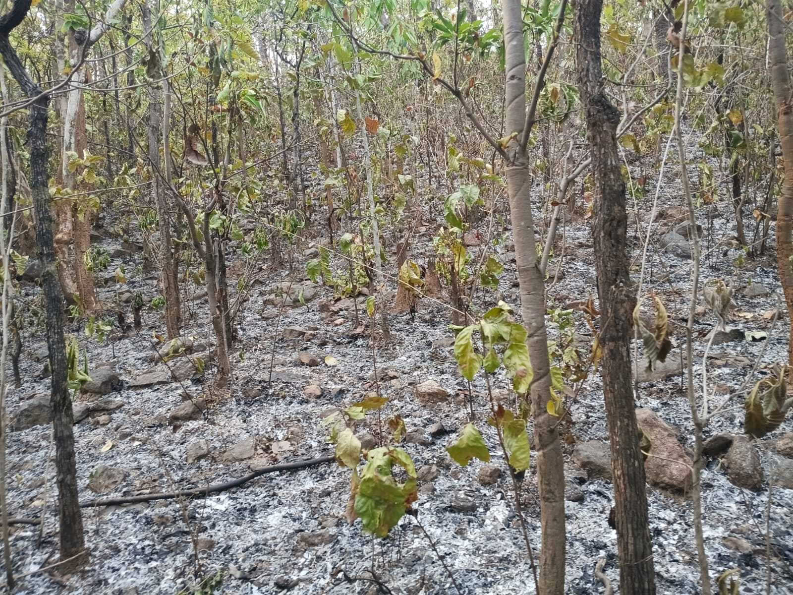 जंगल में लगी आग, ग्रामीणों ने बुझाया