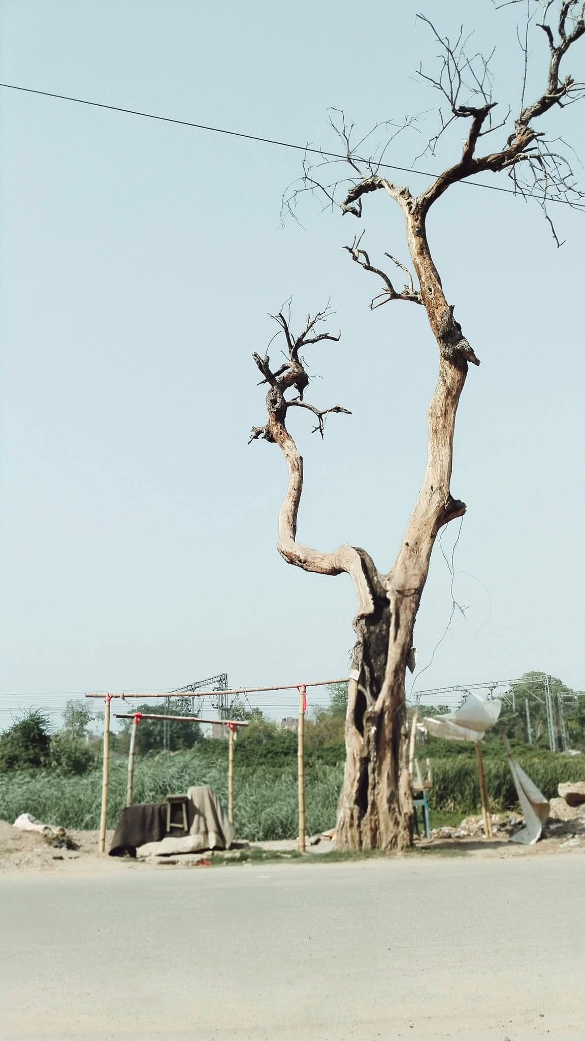 सड़क के किनारे पेड़ की सूखी डाली दे रही है हादसे को दावत