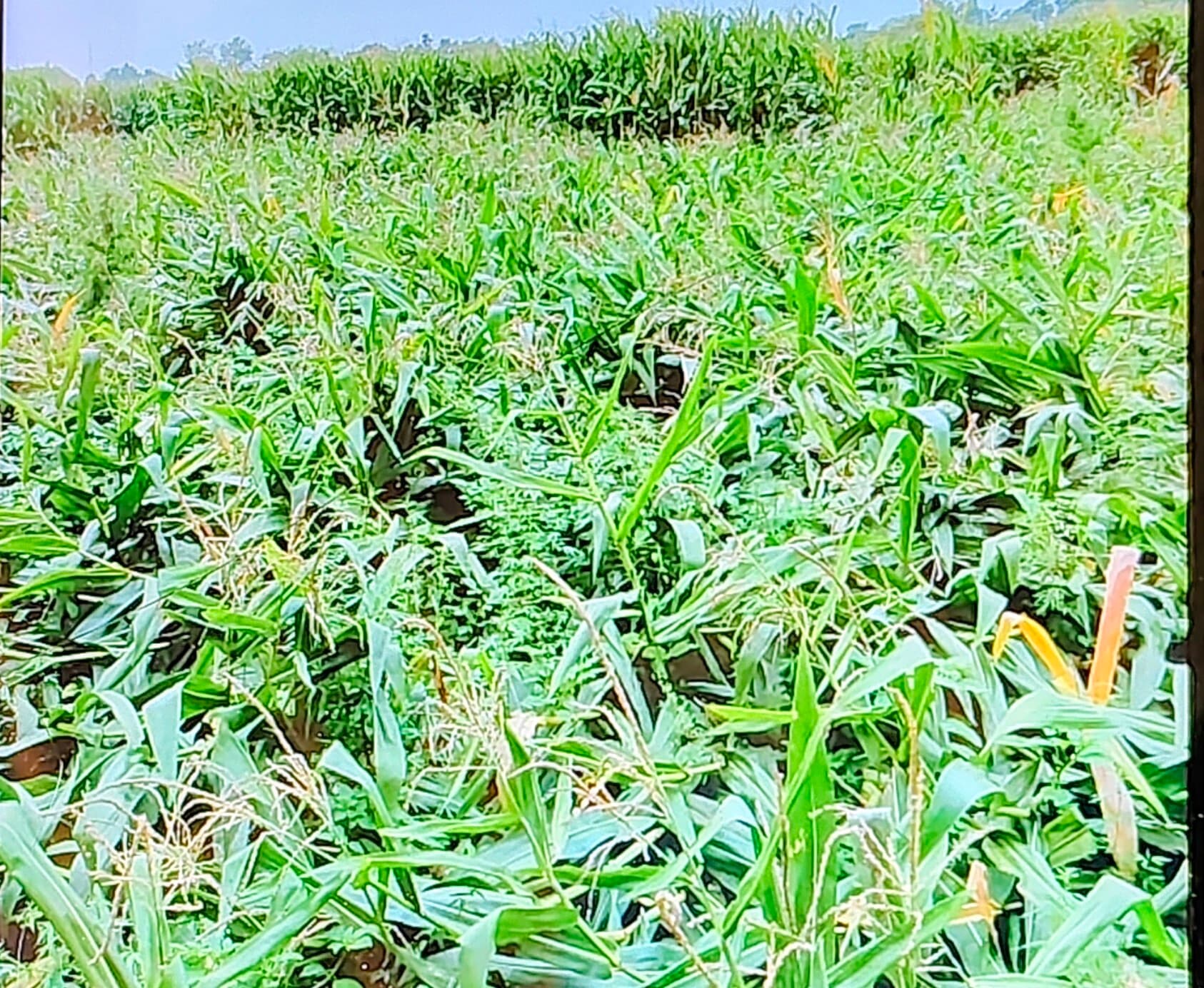 चंद रोज में आंधी-बारिश से दूसरी बार पड़ी फसलों पर मार, किसानों में मचा हाहाकार