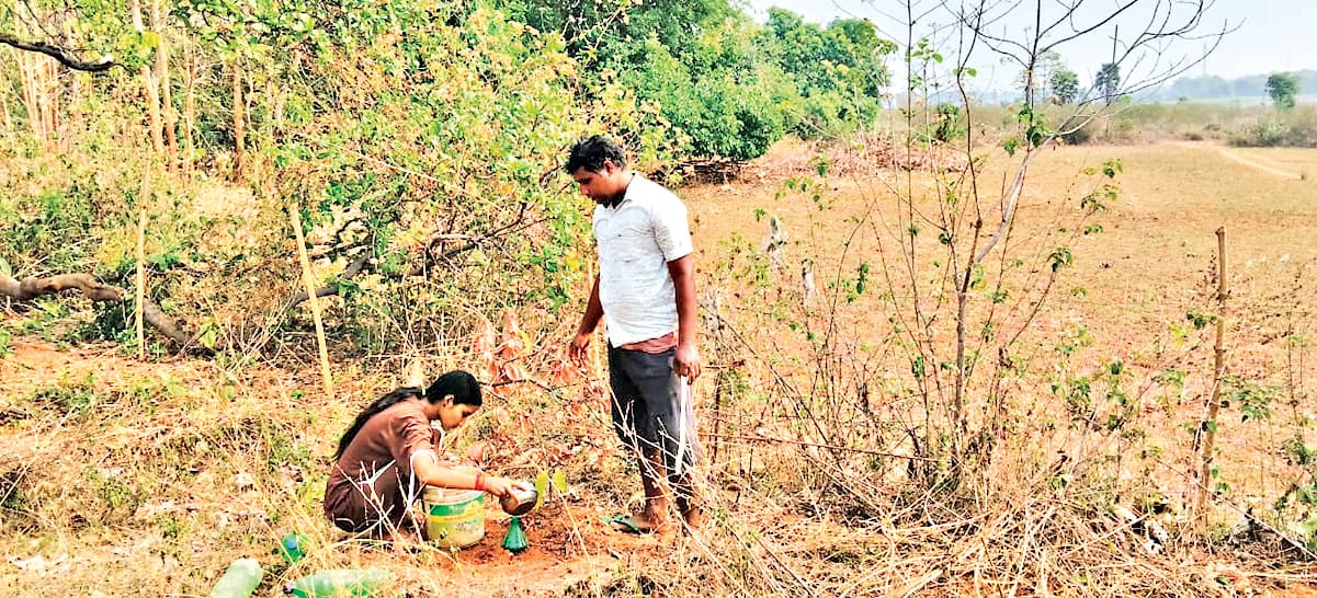 Sambalpur News: प्रकृति बंधु सरोज मेहर  प्लास्टिक की बोतलों का इस्तेमाल कर पौधों को रख रहे हराभरा